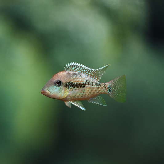 Geophagus Alto Sinu | peces agua dulce