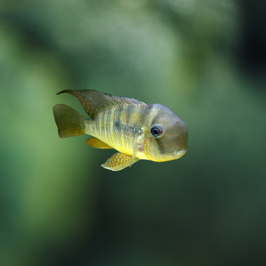 Geophagus Balzanii | peces agua dulce