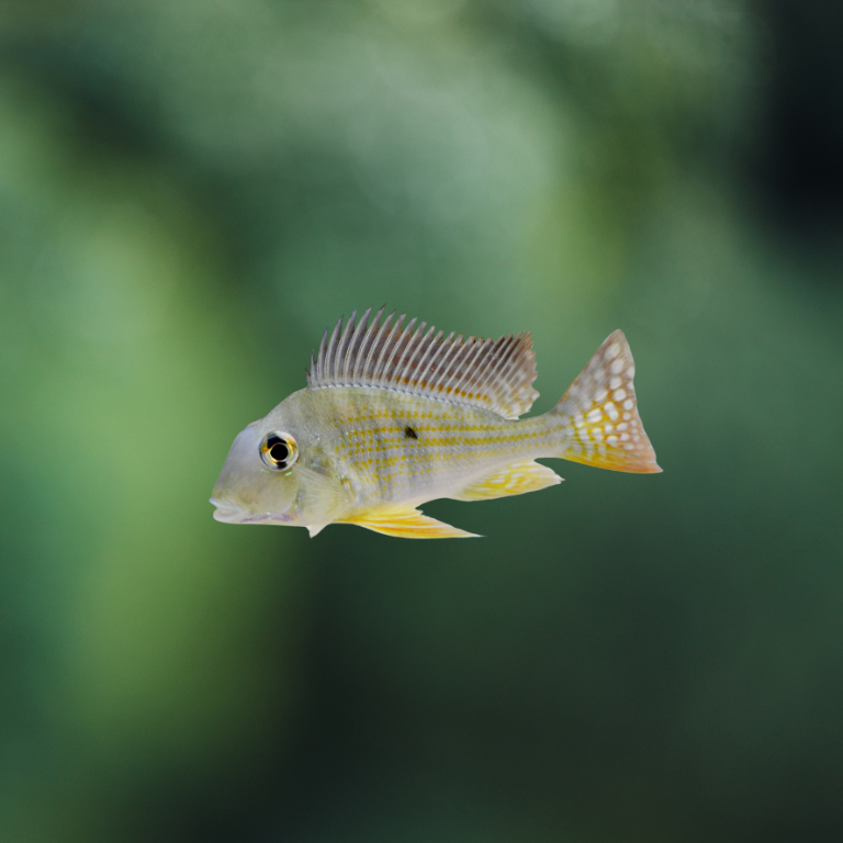 Geophagus sp. surinamensis bred 5-7cm