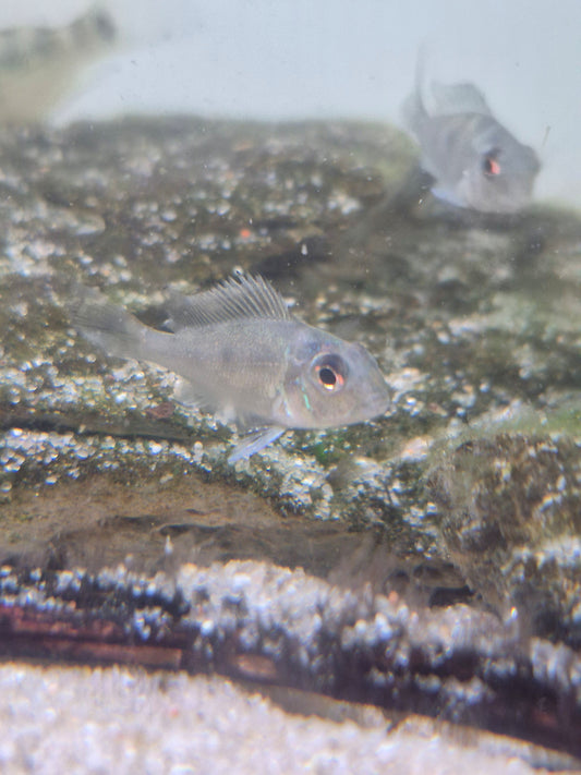 Geophagus Sveni Rio Parana bred