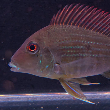 Geophagus sp. Tocantins River – Hudson Crizanto