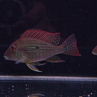 Geophagus sp. Tocantins River – Hudson Crizanto