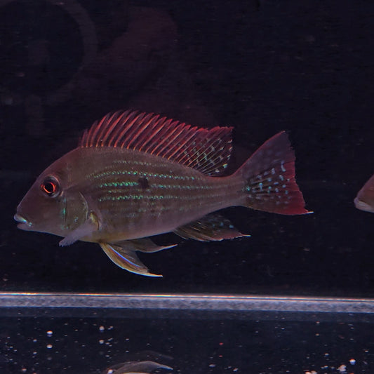 Geophagus sp. Tocantins River – Hudson Crizanto