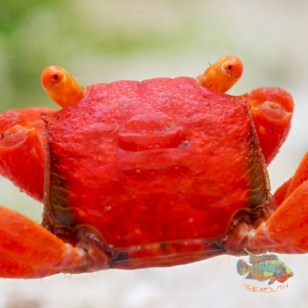 Ruby Vampire Crab