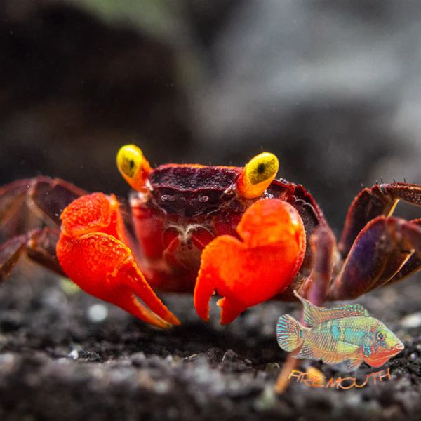 Geosesarma Hagen - Red Devil Crab