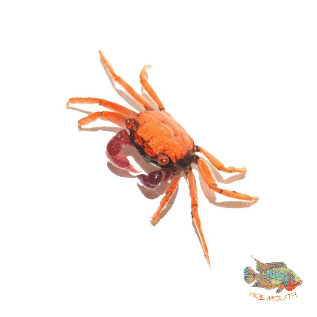 Purple Orange Crab