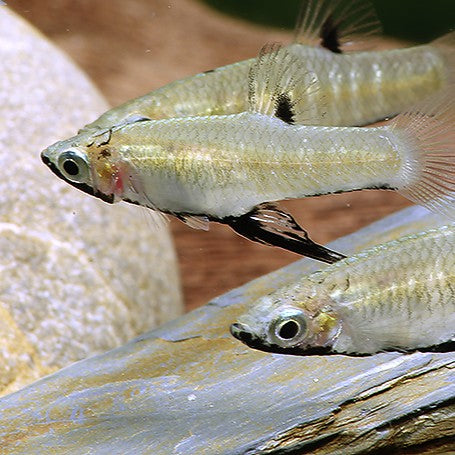 Girardinus metallicus black md-lg