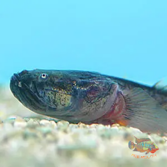 Gobioides broussonnetii 10-15cm | freshwater fish
