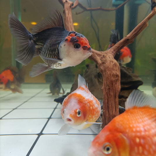 Selection goldfish | freshwater fish