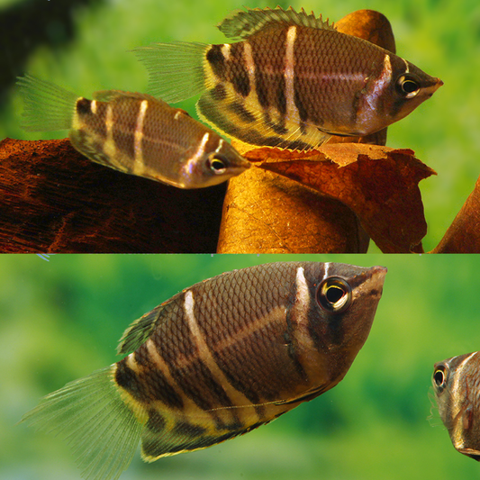 Sphaerichthys Osphromenoides talla 2,5-3cm - Gourami chocolate