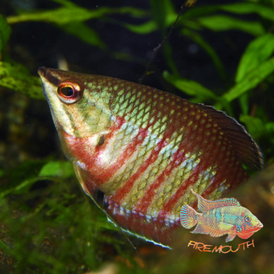 Gourami Samurai - SPHAERICHTHYS VAILLANTI 