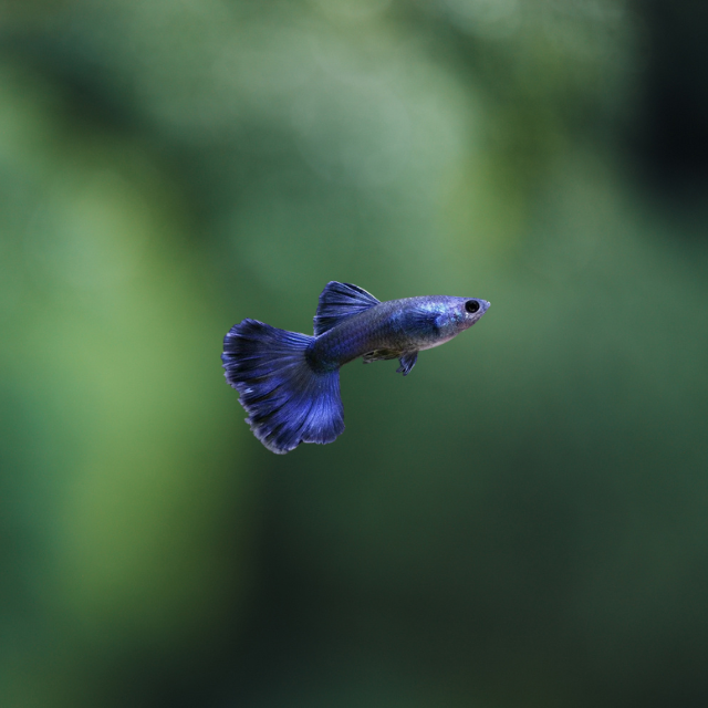 Guppy Blue Moscow PAREJA | peces agua dulce