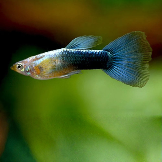 Guppy male NEON BUE lg