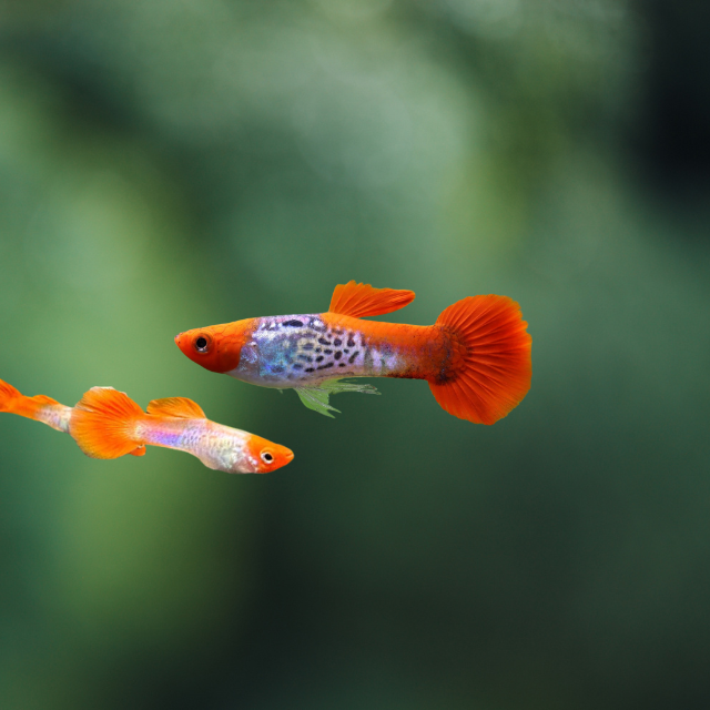 Guppy Snakeskin Koi PAREJA | peces agua dulce