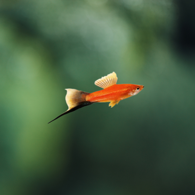 Helery Swordtail Liretail Wagtail md-lg | peces agua dulce