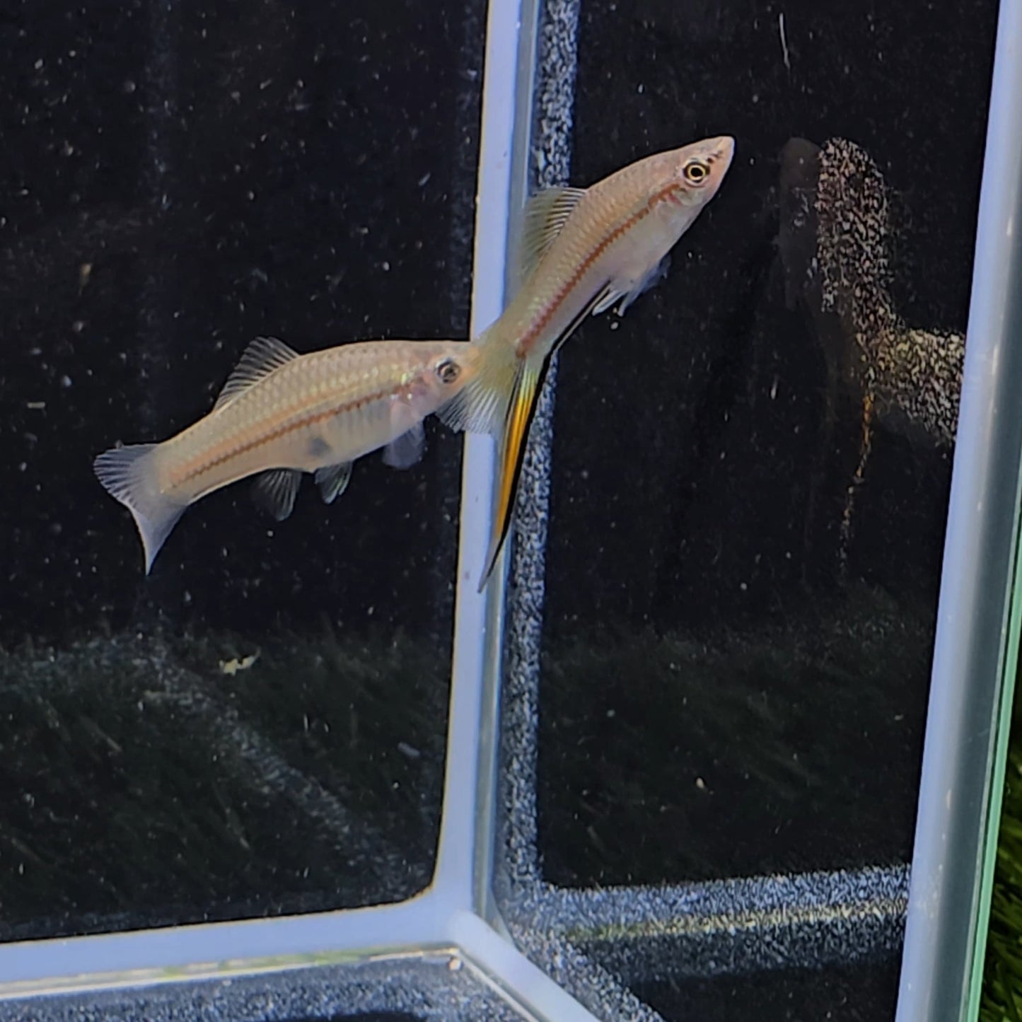 Helleri Swordtail Green