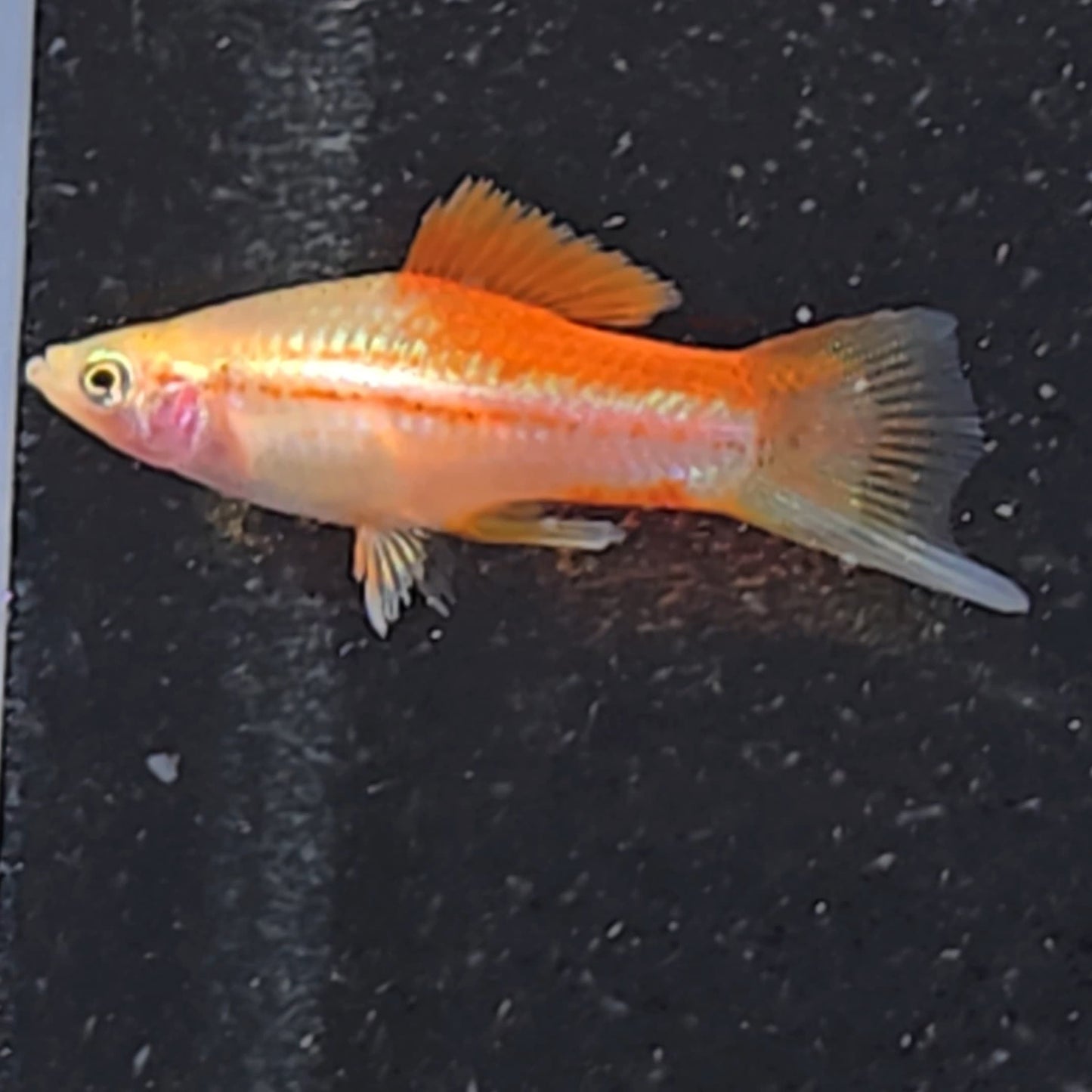 Helleri Swordtail neon-green