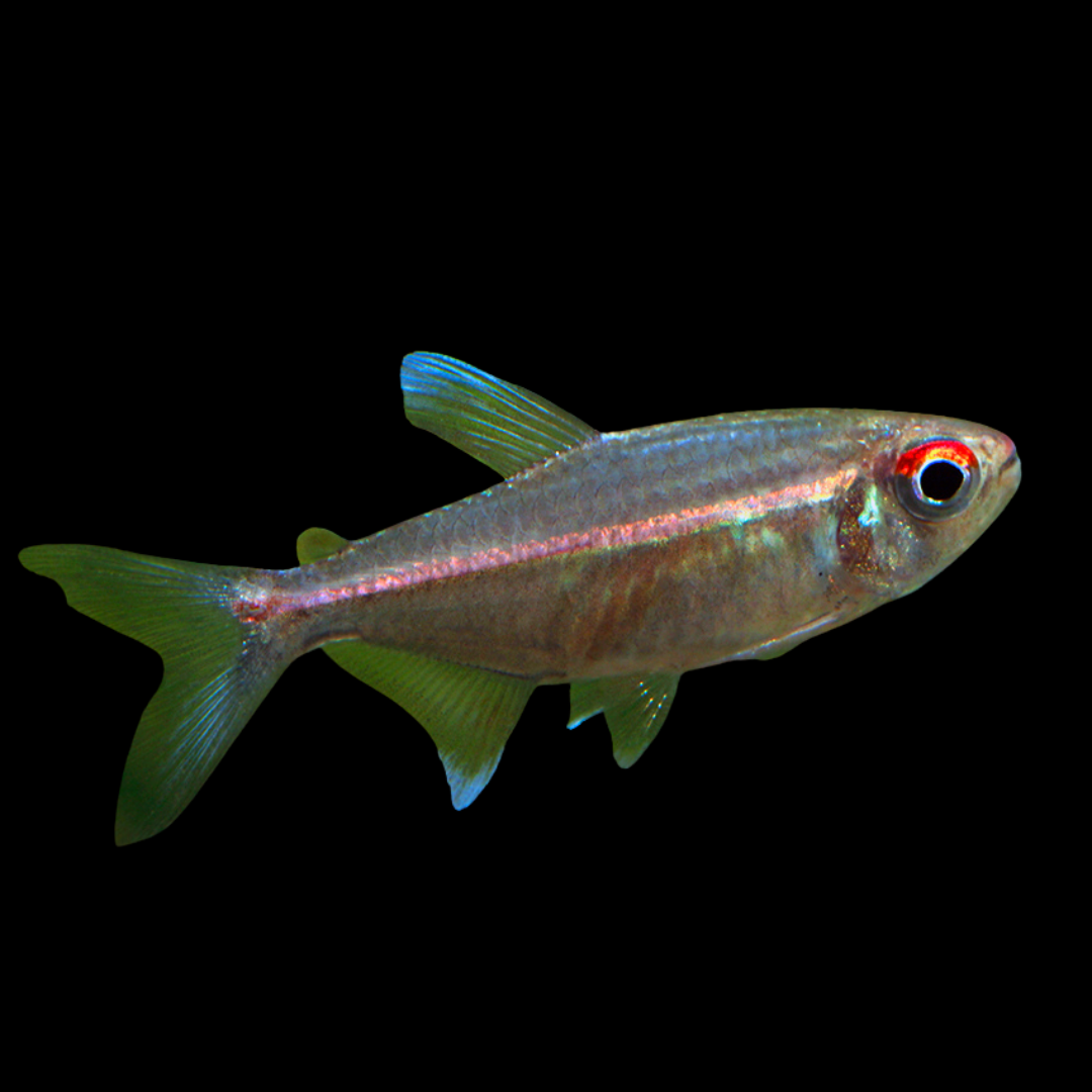 Hemigrammus Coeruleus wild | peces agua dulce