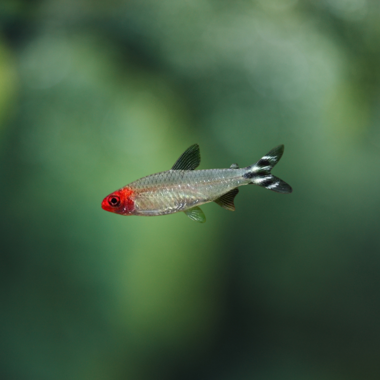 Hemigrammus rhodostomus | peces de agua dulce