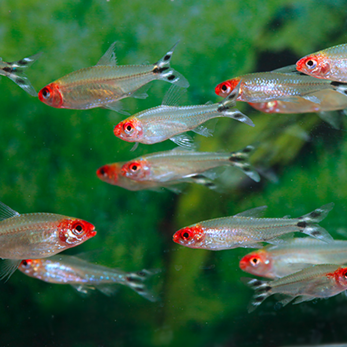 Hemigrammus rhodostomus