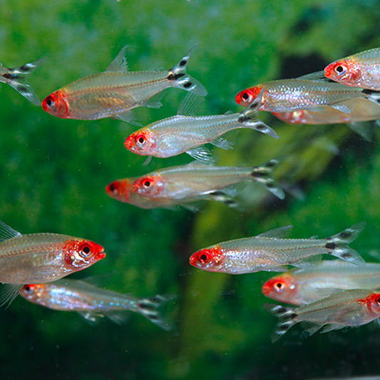 Hemigrammus rhodostomus