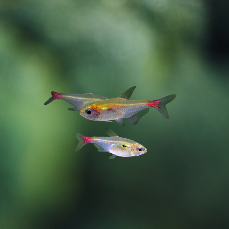 Hemigrammus stictus wild | peces agua dulce