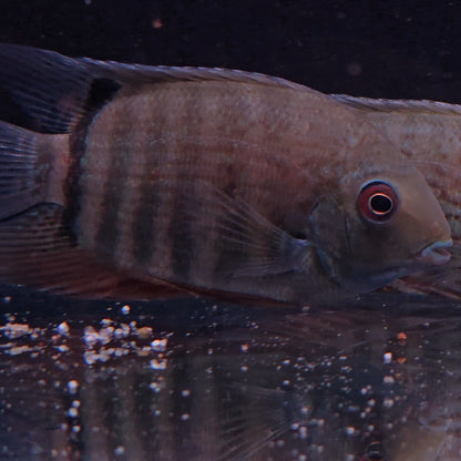 Heros severus Northeast 10-14 cm – Hudson Crizanto