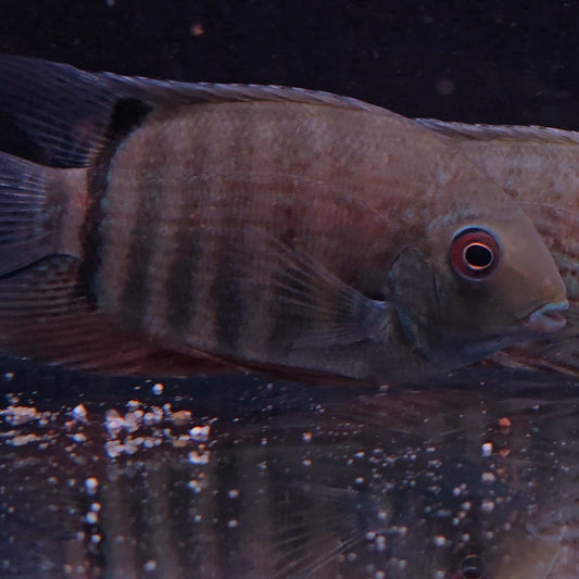 Heros severus Northeast 10-14 cm – Hudson Crizanto