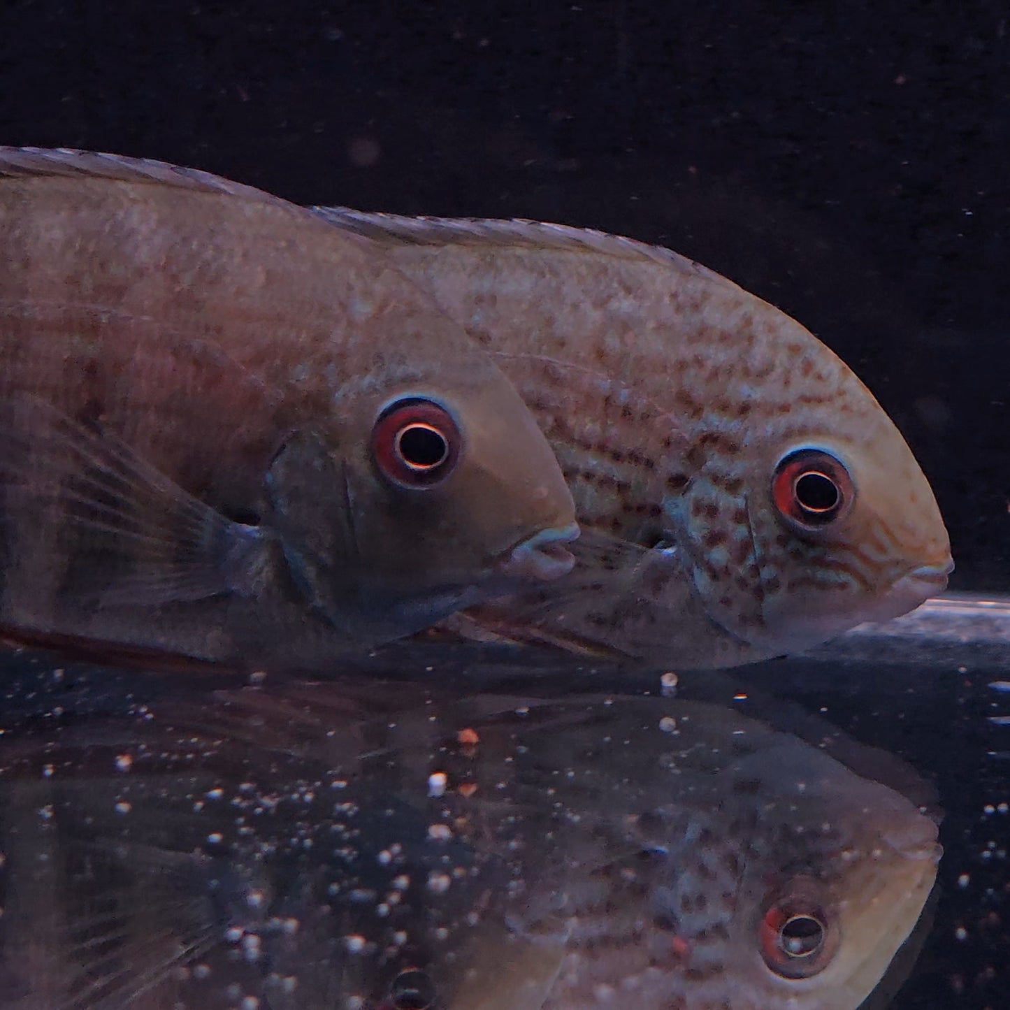 Heros severus Northeast 10-14 cm – Hudson Crizanto