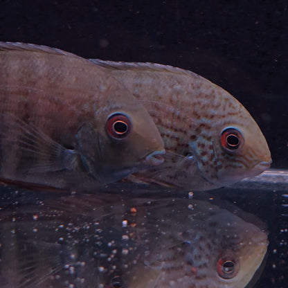 Heros severus Northeast 10-14 cm – Hudson Crizanto