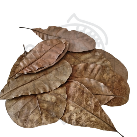 Cashew Leaf - Pack 10