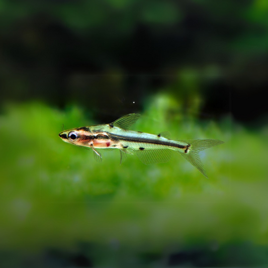 Hyalobagrus (ornatus) flavus 3-4cm