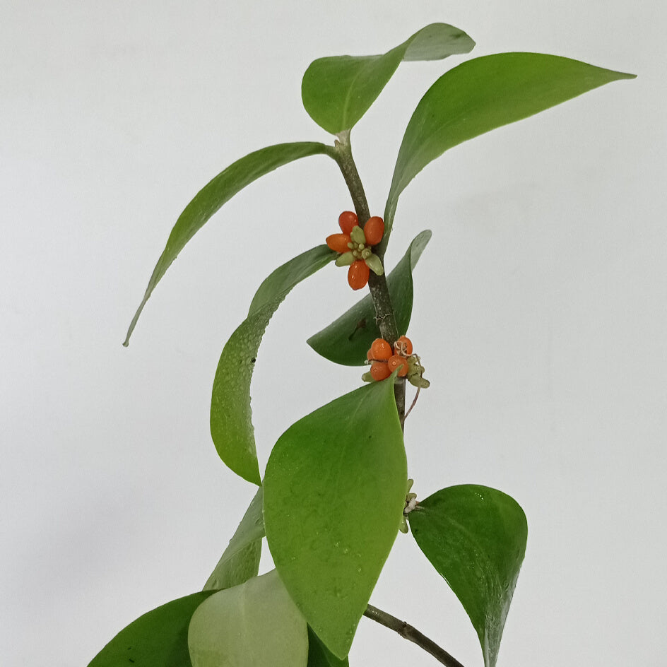 Hydnophytum mosleyanum | terrario