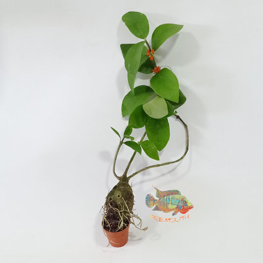 Hydnophytum mosleyanum | terrarium