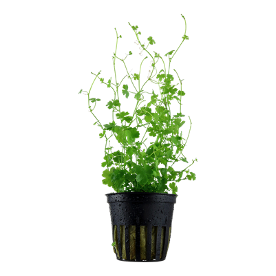 Hydrocotyle Tripartita sp. Japan