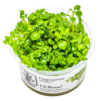 Hygrophila serpyllum in vitro