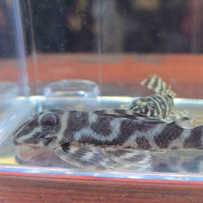Hypancistrus L199 - pleco cebra inirida talla 5cm