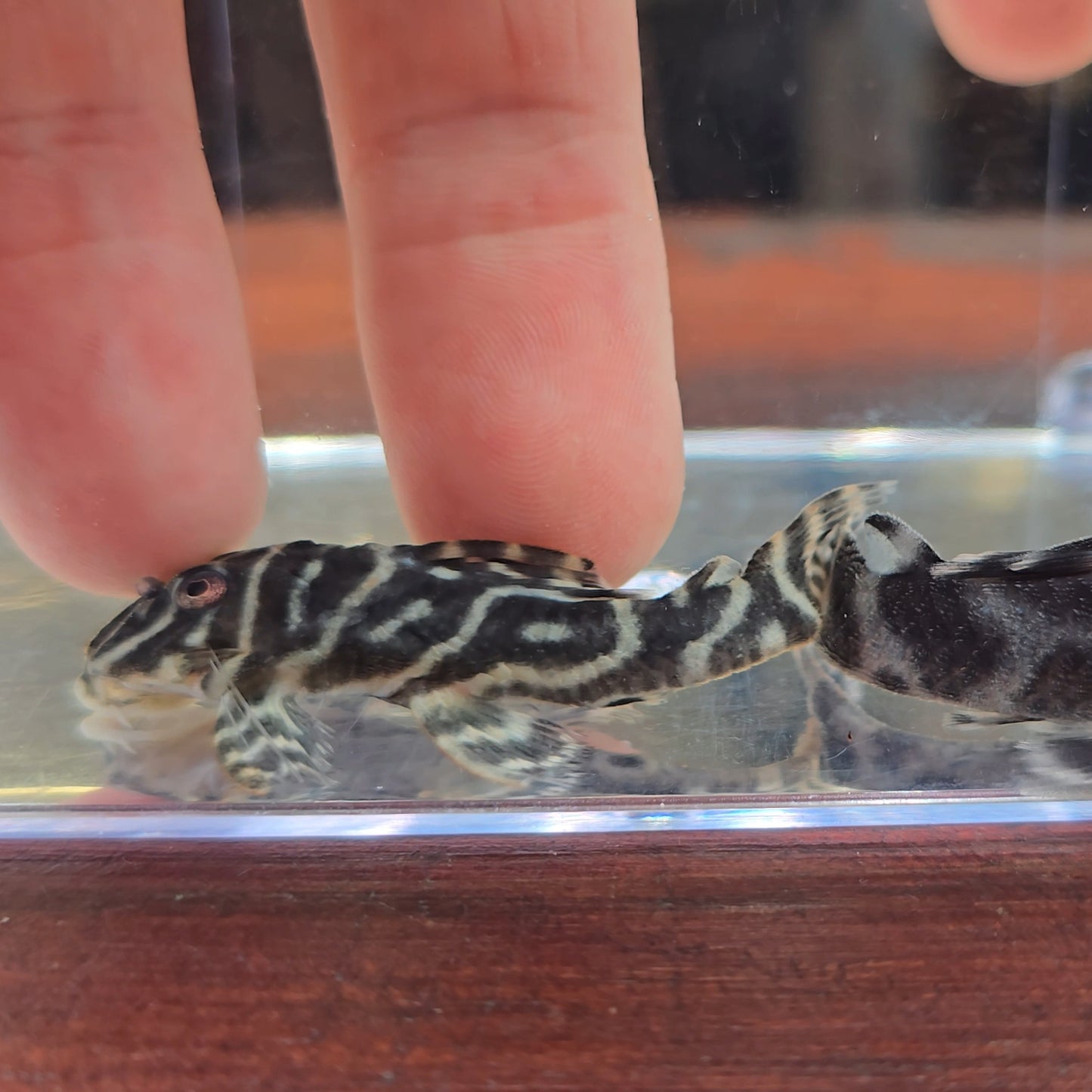 Hypancistrus L340 - pleco cebra fina talla 5cm