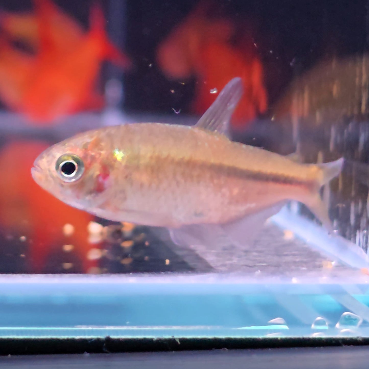 Hyphessobrycom vinaceus Rrare red tetra – Hudson Crizanto