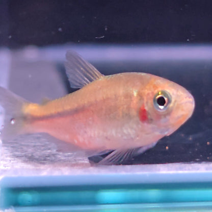 Hyphessobrycom vinaceus Rrare red tetra – Hudson Crizanto