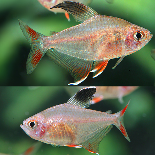 Hyphessobrycon bentosi bentosi