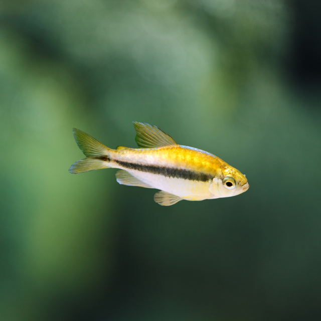 Hyphessobrycon cyanotaenia/yellow wild | peces agua dulce