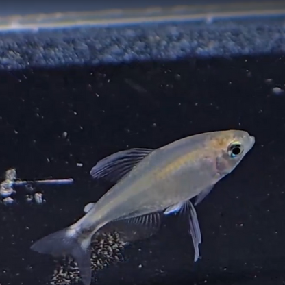 Hyphessobrycon Elachys 1,5-2,5