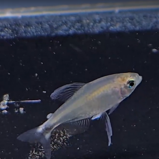 Hyphessobrycon Elachys 1,5-2,5