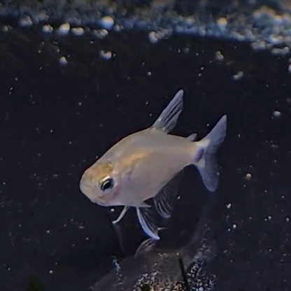 Hyphessobrycon Elachys 1,5-2,5