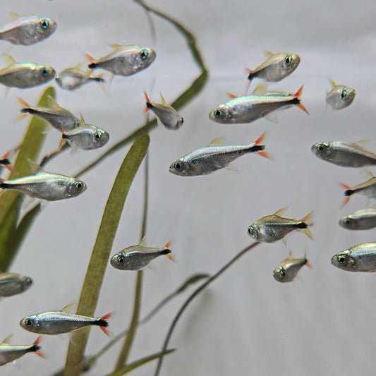 Hyphessobrycon eos md