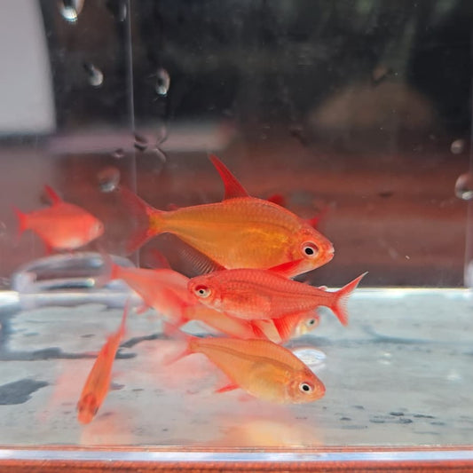 Hyphessobrycon muzel red cherry md