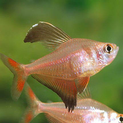 Hyphessobrycon robertsi wild