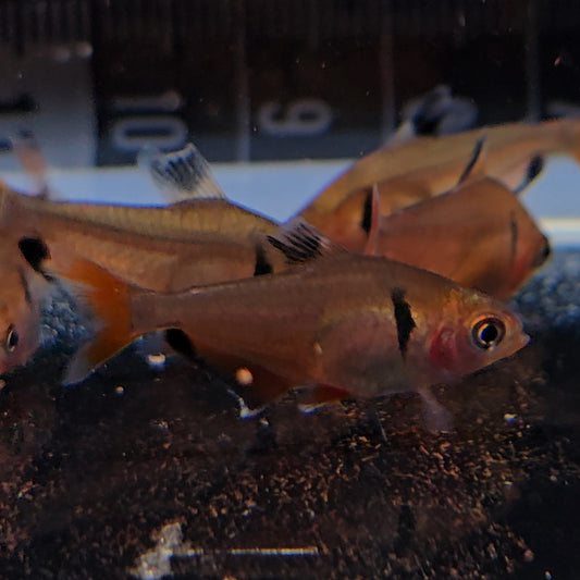 Tetra Serpae Red | Hyphessobrycon eques