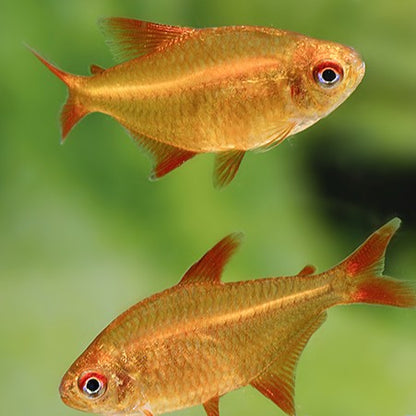 Hyphessobrycon muzel red cherry md